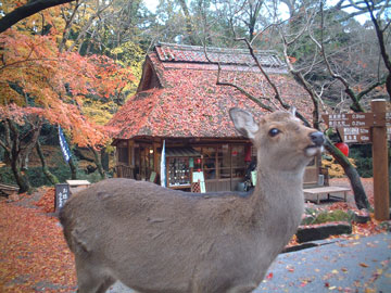 若草山から春日大社に向かう処にある茶屋