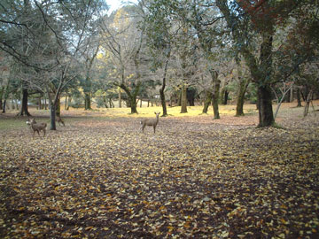 奈良公園　鹿